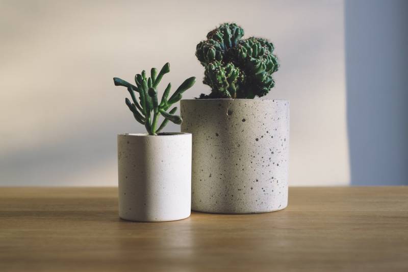 Acheter vos mini plantes succulentes en pot en boutique au Havre